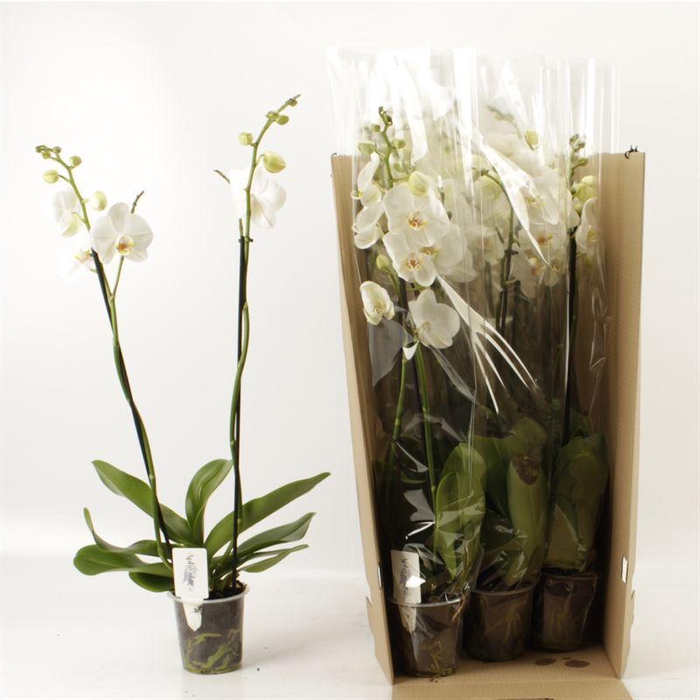 <h4>PHAL OV WIT</h4>