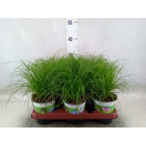 Cyperus alternifolius 'Zumula'