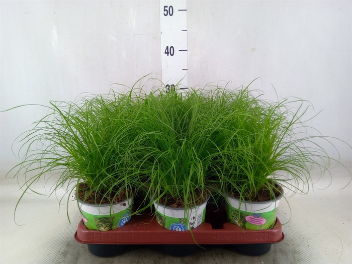 <h4>Cyperus alternifolius 'Zumula'</h4>