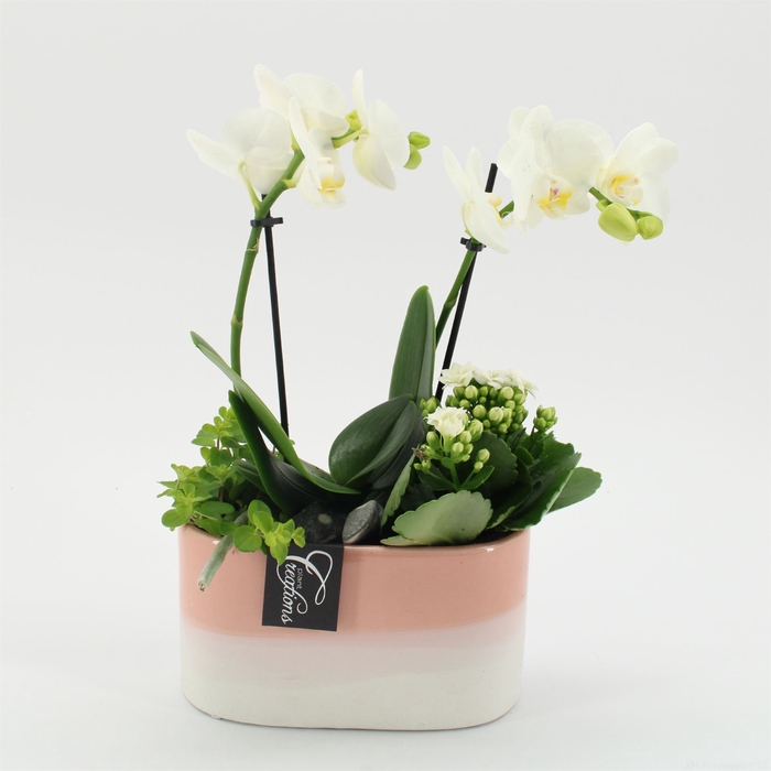 <h4>Arr.  Phalaenopsis H%</h4>