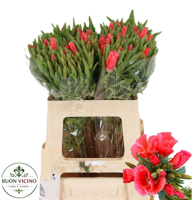 <h4>Clarkia Am Gr Coral</h4>