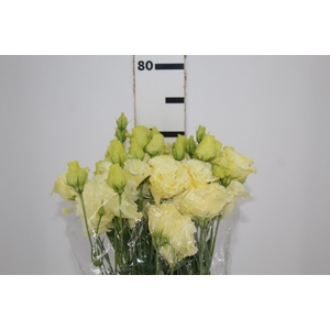 LISIANTHUS CORELLI SUGOI III YELLOW 070 CM MIN 500
