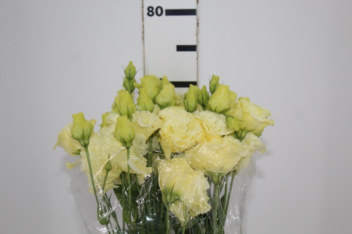 <h4>LISIANTHUS CORELLI SUGOI III YELLOW 070 CM MIN 500</h4>