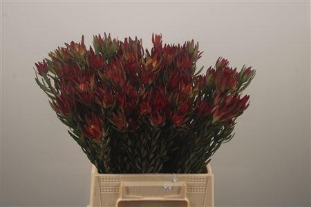 <h4>Leucad Sal Blush</h4>