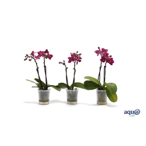 Phal Tiny Dolls Paars 2T10+ Aqu@