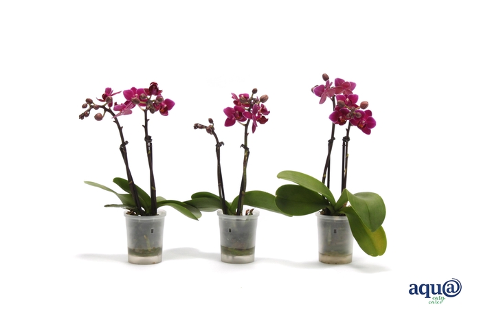 <h4>Phal Tiny Dolls Purple Princess 2T10+ Aqu@</h4>