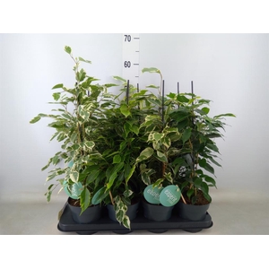 Ficus benja.   ...mix