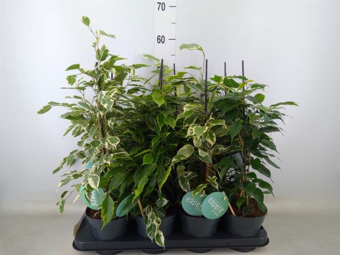 <h4>Ficus benja.   ...mix</h4>