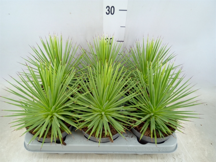 <h4>Agave stricta 'Nana'</h4>