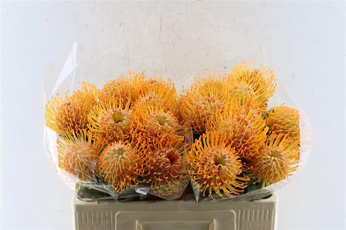 <h4>Leuco Co Soleil Xl</h4>