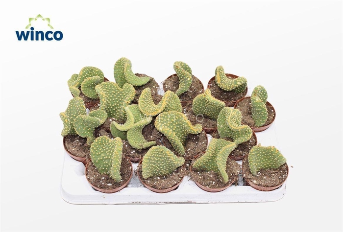<h4>OPUNTIA MI CRISTATA</h4>