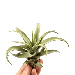 tillandsia capitata