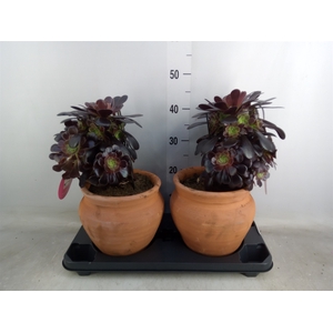 Aeonium arboreum 'Velours'