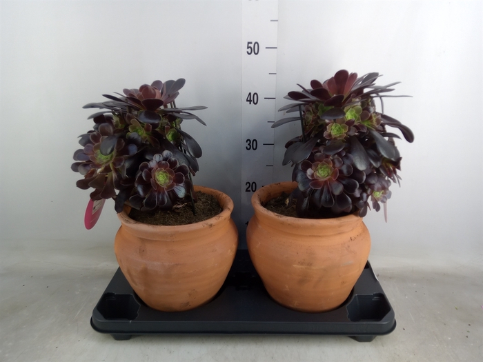 <h4>Aeonium arboreum 'Velours'</h4>