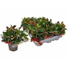 Gaulth Procumbens