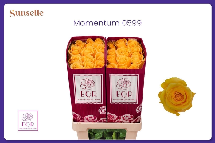 <h4>R GR MOMENTUM+</h4>