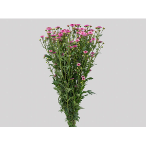 CRIS CALIMERO PINK 060 CM