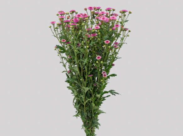 <h4>CRIS CALIMERO PINK 070 CM</h4>