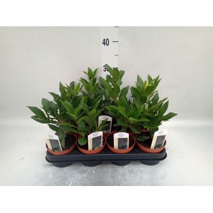 Laurus nobilis