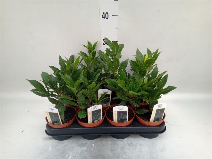 <h4>Laurus nobilis</h4>
