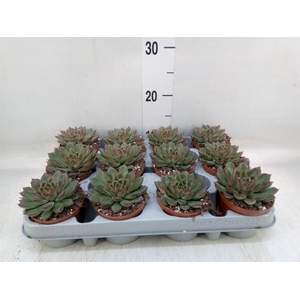 Echeveria ...