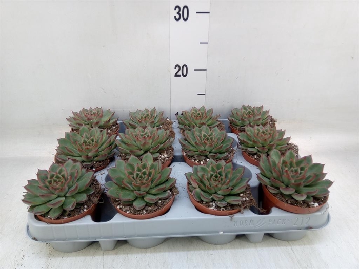 <h4>Echeveria   ...</h4>