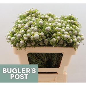 Leucad L Ay Ja Pe Vt