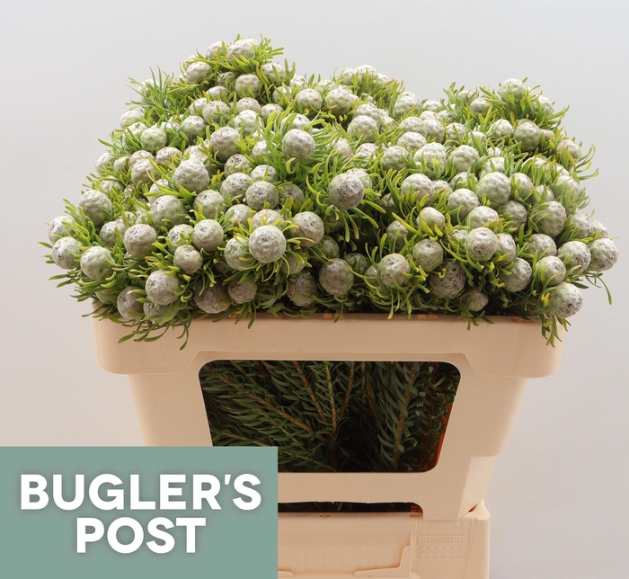 <h4>LEUCAD L AY JA PE VT</h4>