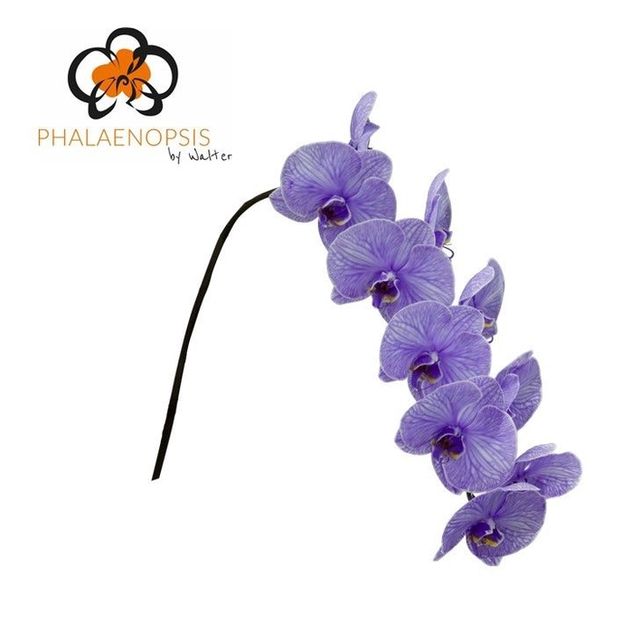 <h4>Phalaenopsis Coloured Purple</h4>