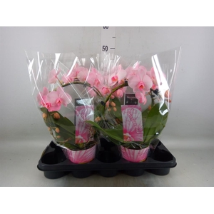 Phalaenopsis   ...