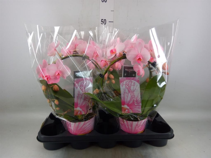<h4>Phalaenopsis   ...</h4>