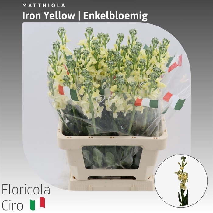 <h4>Matthiola Iron Yellow</h4>