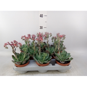 Echeveria  'Blue Prince'