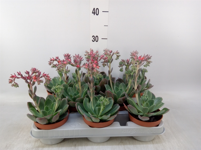 <h4>Echeveria  'Blue Prince'</h4>