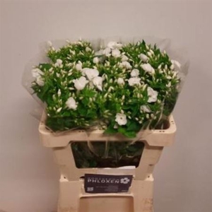 Phlox P Danielle White