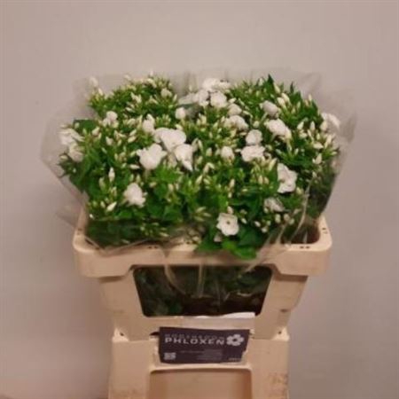 <h4>Phlox P Danielle White</h4>