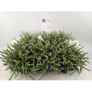 Rhipsalis baccifera subsp. horrida