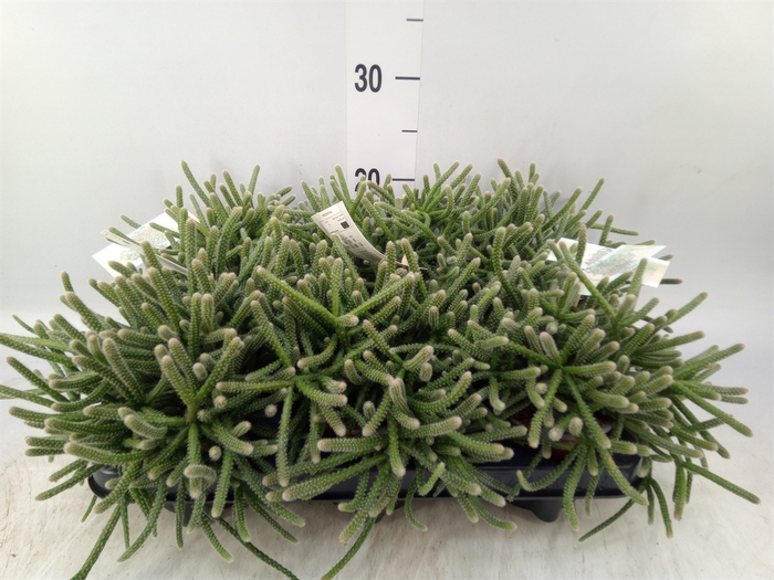 <h4>Rhipsalis baccifera subsp. horrida</h4>
