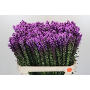 Liatris Callilepis Forest Lodge