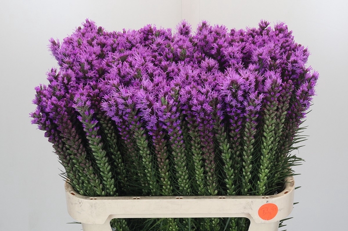 <h4>Liatris Callilepis Forest Lodge</h4>