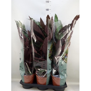 Calathea rufibarba