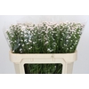 Aster White Gypsy