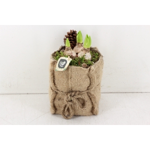 arr..  Amaryllis MB -