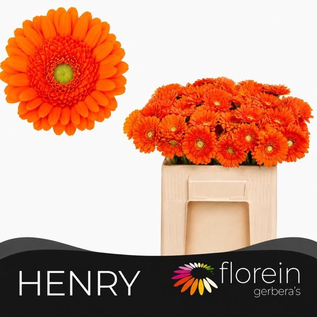 <h4>GE MI HENRY</h4>