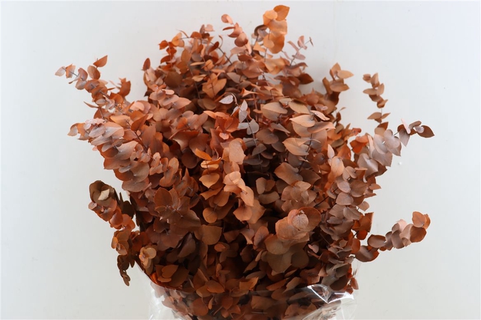 <h4>Pres Euca Stuartiana Orange Bunch</h4>