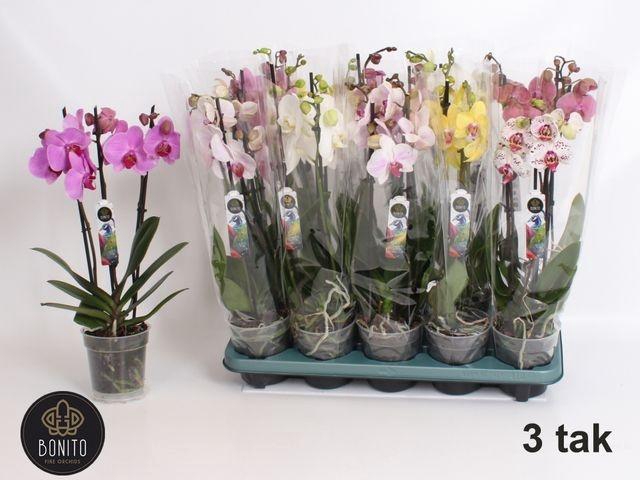 <h4>PHAL MIX 3 TAK</h4>