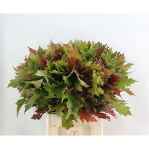 QUERC RUBRA NATUUR GROF 80CM