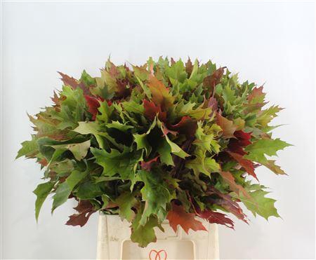 <h4>QUERC RUBRA NATUUR GROF 80CM</h4>