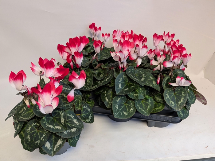 <h4>CYCL KL MET IND RED</h4>