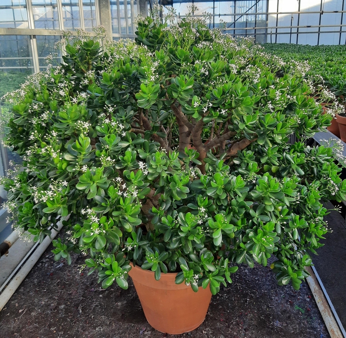 <h4>Crassula ovata</h4>